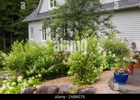 Hortensia arborescens 'Annabelle', paniculata-Sträucher, Sorbus americana - American Mountain Ash in erhöhten Felsen eingefasst Mulchgrenze im Garten. Stockfoto