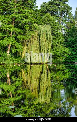 Trauerweide mit Spiegelung an einem Teich Stockfoto