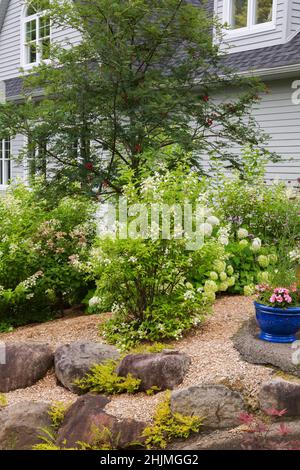 Hortensia arborescens 'Annabelle', paniculata-Sträucher, Sorbus americana - American Mountain Ash in erhöhten Felsen eingefasst Mulchgrenze im Garten. Stockfoto