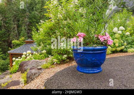 Blauer Keramiktopf mit rosa Impatiens - Balsamblüten plus Hydrangea arborescens 'Annabelle', Hydrangea paniculata Sträucher in erhöhten Felsenrand. Stockfoto