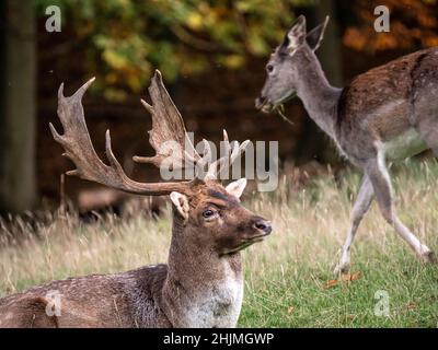 Ein Porträt eines männlichen Damhirsches, der auf einer Waldwiese liegt, im Hintergrund ein weibliches Reh, das unterwegs ist. Stockfoto