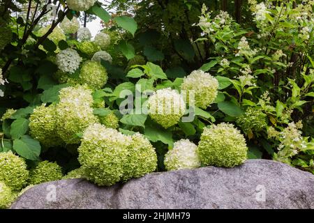 Hortensia arborescens 'Annabelle' Strauch in erhöhten Felsen eingefasst Grenze im Garten im Garten im Sommer. Stockfoto