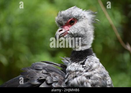 Porträt eines südlichen Schreiers (Chauna torquata), auch bekannt als Crested Screamer Stockfoto