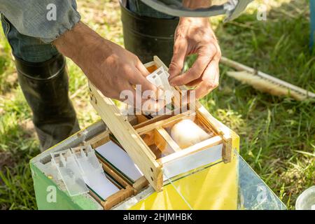 Imker hält einen kleinen Nucleus mit einer jungen Bienenkönigin. Zucht von Bienenköniginnen. Bienenlöcher mit Waben. Vorbereitung auf die künstliche Befruchtung Stockfoto