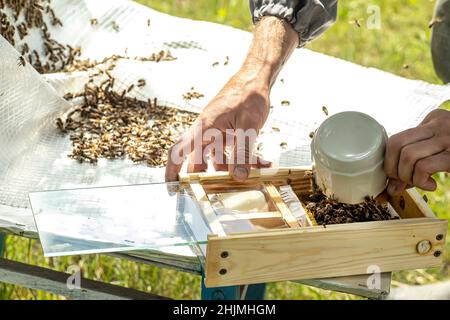 Imker hält einen kleinen Nucleus mit einer jungen Bienenkönigin. Zucht von Bienenköniginnen. Bienenlöcher mit Waben. Vorbereitung auf die künstliche Befruchtung Stockfoto