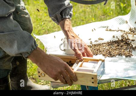 Imker hält einen kleinen Nucleus mit einer jungen Bienenkönigin. Zucht von Bienenköniginnen. Bienenlöcher mit Waben. Vorbereitung auf die künstliche Befruchtung Stockfoto