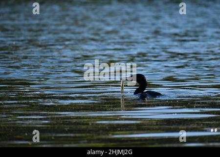 neotrop-Kormoran oder olivaceöser Kormoran (Nannopterum brasilianum) hat gerade einen Fisch gefangen Stockfoto