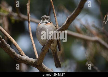 Rothalssperling oder Andensperling (Zonotrichia capensis) singen Stockfoto