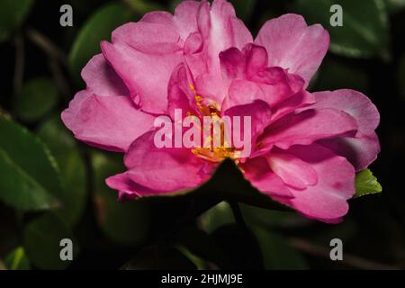 Die Schönheit der Natur, reich an blühenden rosa Kamelienbäumen. Reich an tiefrosa Blütenblättern, gelben Staubblättern und grünen Blättern, die Zest und Leben hinzufügen, Stockfoto