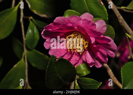 Die Schönheit der Natur, reich an blühenden rosa Kamelienbäumen. Reich an tiefrosa Blütenblättern, gelben Staubblättern und grünen Blättern, die Zest und Leben hinzufügen, Stockfoto