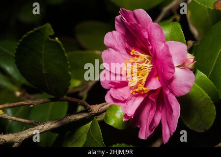 Die Schönheit der Natur, reich an blühenden rosa Kamelienbäumen. Reich an tiefrosa Blütenblättern, gelben Staubblättern und grünen Blättern, die Zest und Leben hinzufügen, Stockfoto