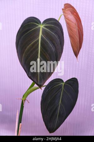 Schönes dunkles und samtiges Blatt von Philodendron Gigas, einer