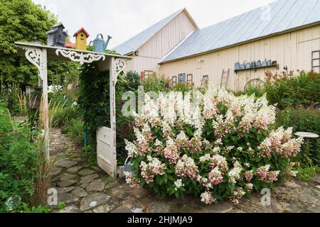 Steinweg durch weiße Holzarbour mit Rollwerk, Vogelhäuschen und Vintage-Gießkanne, umrandet von der Hydrangea 'Pinky Winky'. Stockfoto