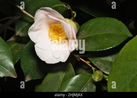 Blühender Kamelienbaum, der mit seiner jüngsten Blüte glänzt und sein hübsches weißes Blütenblatt zwischen seinen grünen Blättern und seinen gelben Staubblättern zeigt Stockfoto