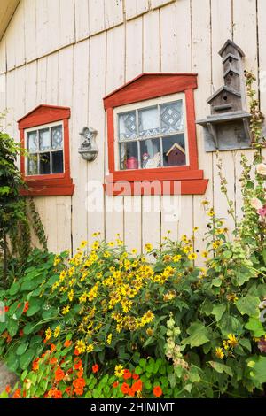 Orange Tropeolum majus - Garten Kapuzinerkresse, Gelbe Heliopsis - Ox Eye, Alcea rosea - Hollyhock-Blüten, die an der Grenze zur weißen Scheunenwand wachsen. Stockfoto