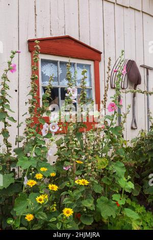 Gelbe Heliopsis - Ox Eye, orange Alcea rosea - Hollyhock Blumen wachsen an der Grenze zu weißen Scheunenwand mit antiken landwirtschaftlichen Werkzeugen verziert. Stockfoto