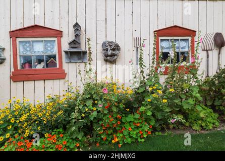 Gelbe Heliopsis - Oxauge, orange Tropeolum majus - Garten Nasturtium, Alcea rosea - Hollyhock-Blüten, die an der Grenze zur weißen Scheunenwand wachsen. Stockfoto