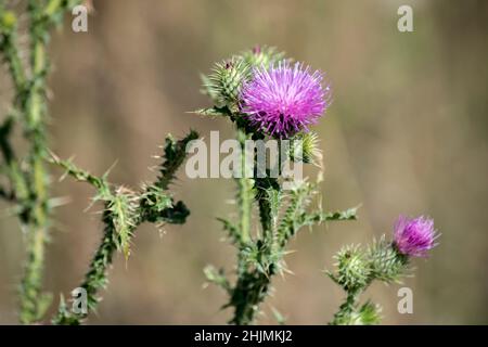 Nahaufnahme der im Frühling blühenden Marschdistel-Blume Stockfoto