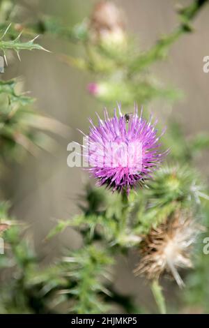 Nahaufnahme der im Frühling blühenden Marschdistel-Blume Stockfoto