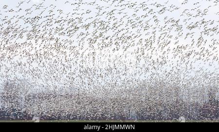 Ein überwternder Schwarm von Schneegänsen bricht in einem Massenschwarm von Vögeln in den Himmel aus. Die Gänse überwintern im Skagit Valley im pazifischen Nordwesten Stockfoto