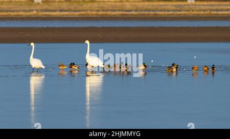 Ein Paar Schwäne steht mit einer Sammlung von Enten auf gefrorenem Wasser auf dem Ackerland im Skagit Valley des Staates Washington Stockfoto