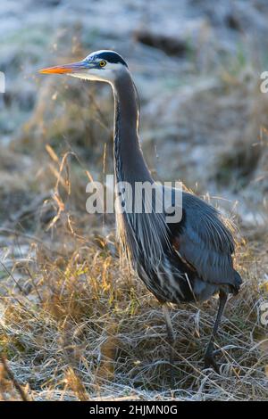 Ein großer blauer Reiher steht im Winter in einem frostigen Feld. Der große Vogel ist im Skagit Valley des Staates Washington hinterleuchtet Stockfoto