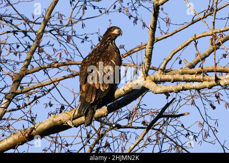 Ein unreifer Weißkopfseeadler steht auf einem Baumzweig und beobachtet im Winter im Skagit Valley des Staates Washington aufmerksam Stockfoto