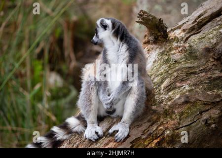 Lemur sitzt auf einem Baumstamm, der umgestürzt ist. Aufgenommen im Melbourne Zoo in Australien. Stockfoto