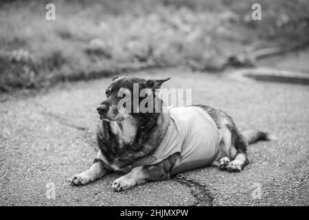 Der alte Hund liegt auf dem Bürgersteig in der Stadt und blickt in die Ferne. Stockfoto