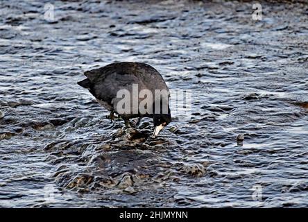 Amerikanisches Blässhuhn - Fulica americana Stockfoto