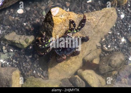 Purple Shore Crab Stockfoto