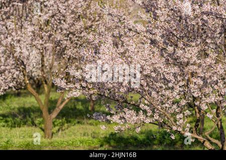 Wunderschöne Naturlandschaft mit blühendem Aprikosenbaum an sonnigen Tagen im Frühling. Stockfoto