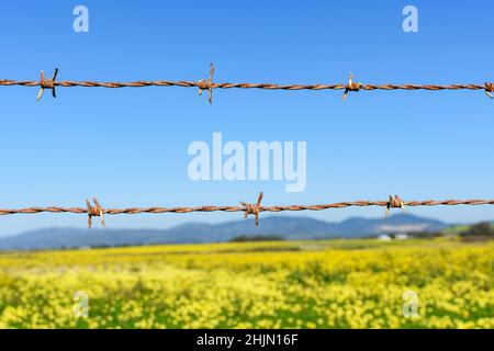 Stacheldrahtzaun. Verschwommenes gelb blühendes Feld und blauer Himmel Hintergrund Stockfoto