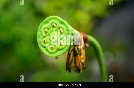 Nahaufnahme des Lotus-Samenbeins, sieben Lotus-Nüsse im Lotus-Pod, isoliert vor einem weichen, verschwommenen Hintergrund. Lotussamen sind reich an Protei Stockfoto