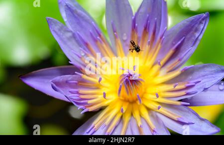 Wunderschöne Makroaufnahme mit Seerosenblüten, eine geschäftige Biene, die morgens Nektar sammelt. Tautropfen auf den Blütenblättern. Stockfoto