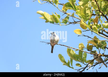 Sperling sitzt auf einem Baum mit blauem Hintergrund. Stockfoto