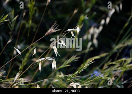 Nahaufnahme bei Wildblumen, im Rücken verschwommen, gut als Hintergrundmaterial geeignet Stockfoto