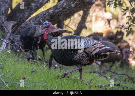 Eine Herde wilder Truthähne (Meleagris galopavo) im historischen Olompali State Park im Marin County, Kalifornien. Stockfoto