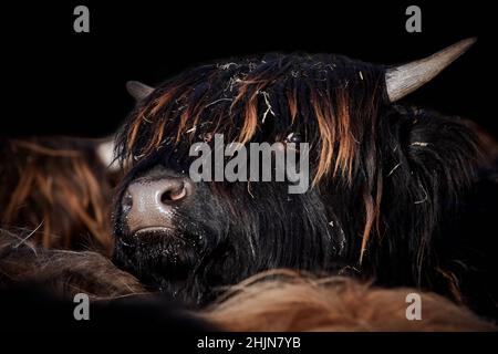 Nahaufnahme eines schwarzen Highland-Kuhkalbs (Bos taurus taurus) auf schwarzem Hintergrund. Stockfoto