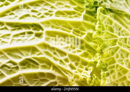 Detail der grünen wirsing Kohlblatt , Winter Gemüse Stockfoto