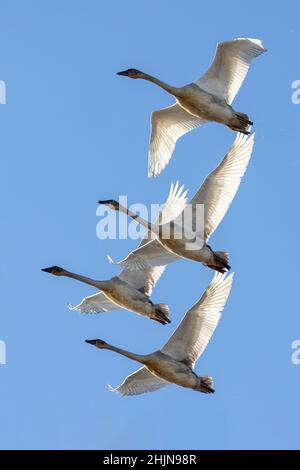 White Trumpeter Swan in Vancouver, BC, Kanada Stockfoto