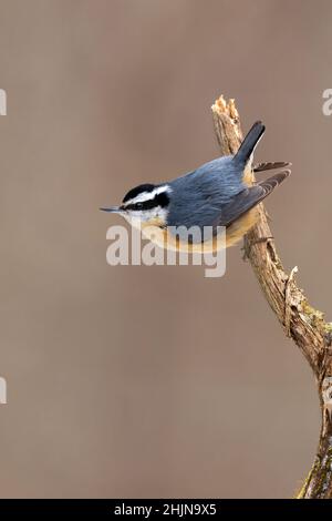 Rotbrustnuthatch im Winter Stockfoto