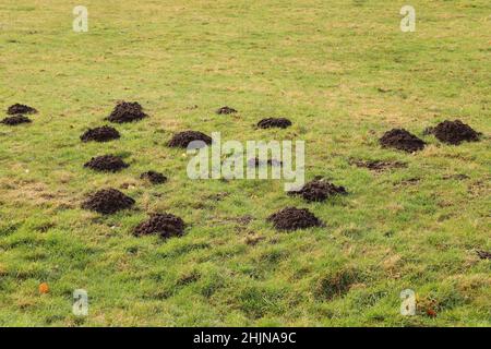 Viele Maulwurffelder im Garten Stockfoto