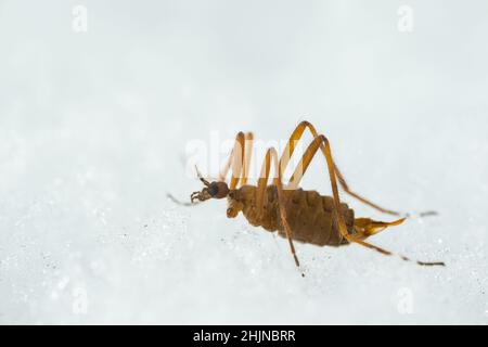 Schneefliege (Chionea lutescens) beim Wandern auf Schnee, wildes Finnland Stockfoto