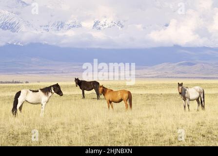 Pferde im Altai-Gebirge. Tiere grasen auf einer Frühlingswiese in der Kurai-Steppe vor der Kulisse verschneiter Berge. Sibirien, Russland Stockfoto