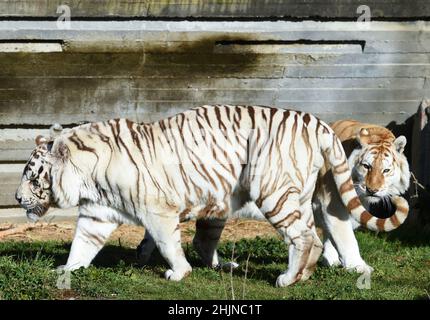 Madrid. 27th Januar 2022. Das am 27. Januar 2022 aufgenommene Foto zeigt bengalische Tiger in einem Zoo in Madrid, Spanien. Kredit: Gustavo Valiente/Xinhua/Alamy Live Nachrichten Stockfoto