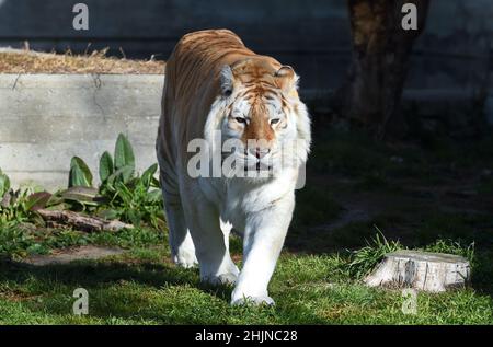 Madrid. 27th Januar 2022. Das am 27. Januar 2022 aufgenommene Foto zeigt einen bengalischen Tiger in einem Zoo in Madrid, Spanien. Kredit: Gustavo Valiente/Xinhua/Alamy Live Nachrichten Stockfoto