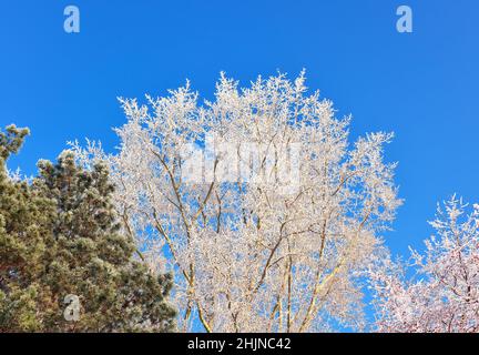 Kronen von Winterbäumen. Birken- und Kiefernäste bedeckt mit Frost gegen den blauen Himmel Stockfoto