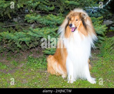 Rauh сollie. Der raue Collie sitzt auf dem Rasen im Park. Stockfoto