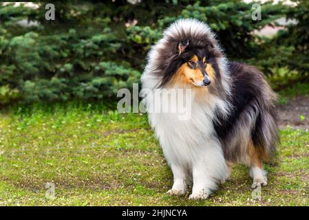 Rau сollie tricolor links. Der raue Collie sitzt auf dem Rasen im Park. Stockfoto